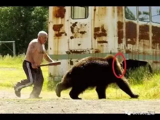 俄罗斯人揍起熊来,比打贼还狠俄罗斯人揍起熊