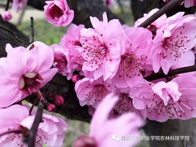 邀请大家看一幅春醒图