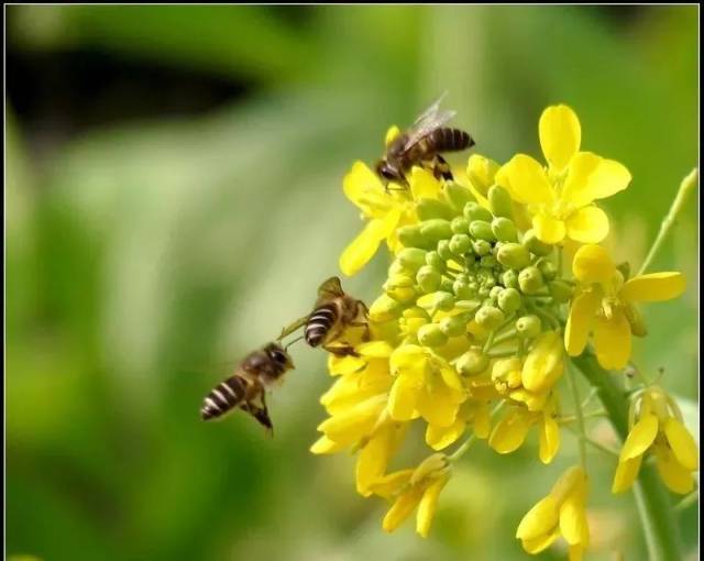 遇上天气回暖,养殖蜜蜂可以这样做,蜂群繁殖更好