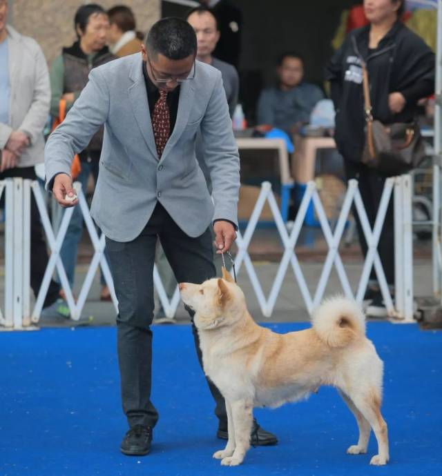 从菜狗到冠军--唐狗是如何炼成的