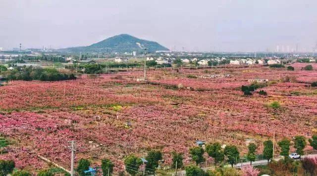 官宣|第二十三届中国阳山桃花节系列活动发布,精彩活动玩不停!