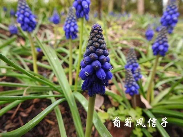 上海植物园公布三月上旬花讯