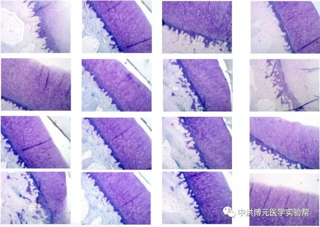 实验专栏丨吉姆萨染色"助攻"凋亡细胞检测