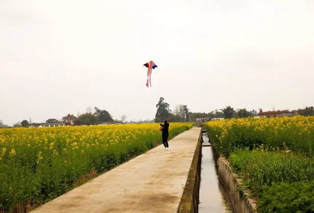 2019中国广汉(西高)油菜花季将于3月1日在西高镇菜花公园开幕