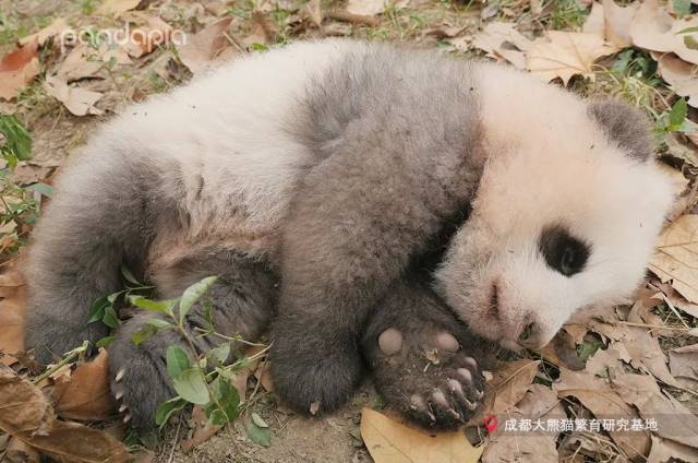 第三步:把熊猫爪放进玻璃杯子里,就像这样……熊爪杯就这样做好啦!