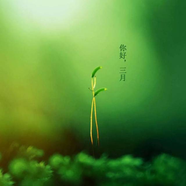 三月,早上好,最美早上好问候语动态图片大全