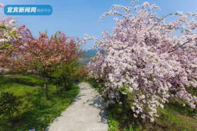 宜宾春季赏花秘境!桃花,李花,樱花,油菜花…七