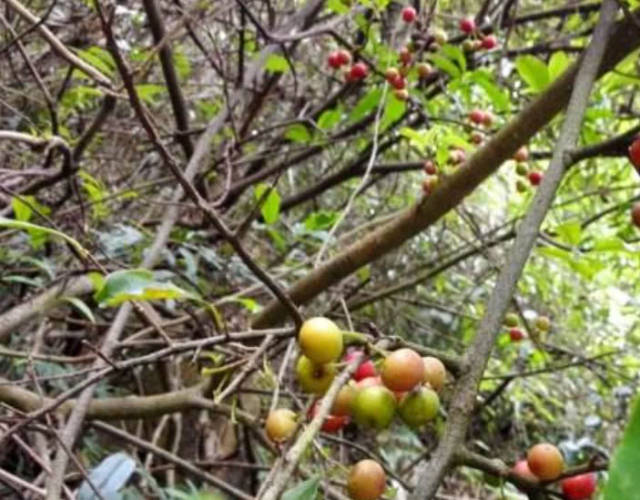 这野果在广西的大山中才有,1颗能顶1斤猕猴桃,叶子还能泡茶喝