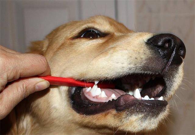 朋友家的狗狗牙齿坏了,而且有口臭,狗狗:为什么不给我