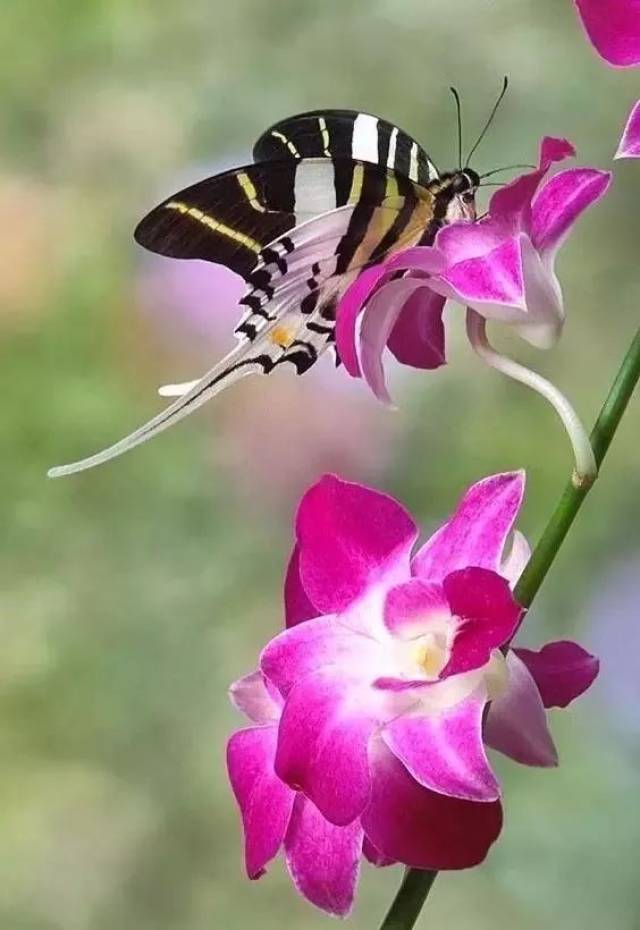 蝴蝶的画法 | 春暖花开蝶恋花,美醉啦!