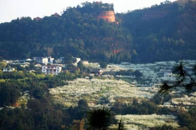 正是长宁油菜花盛开之际 漫山遍野一片金灿灿的花海 放眼望去,铺天盖