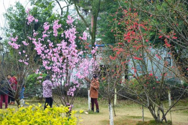 宜宾春季赏花秘境!桃花,李花,樱花,油菜花…七县三区都有