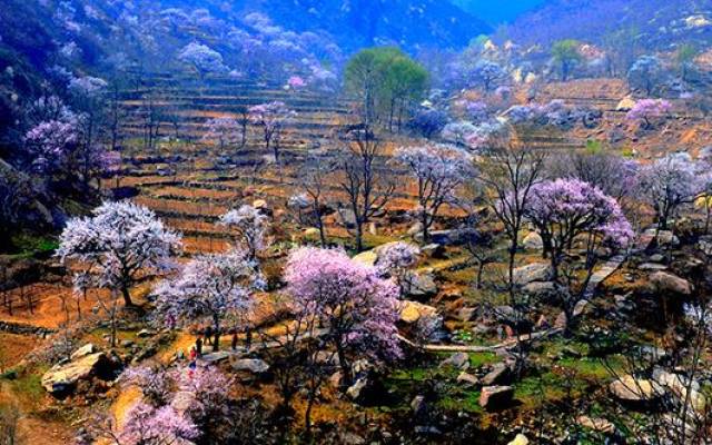 最新最全!2019河北春季赏花地图来啦