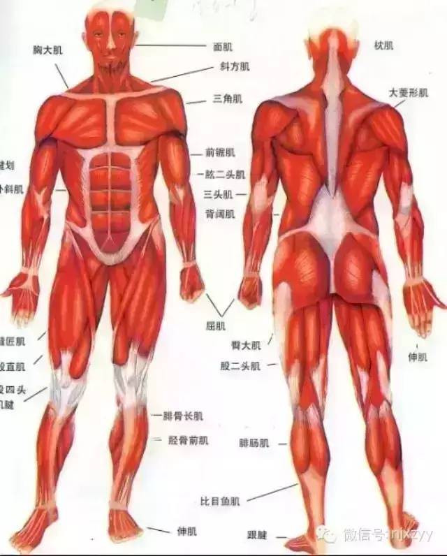 【医学科普】人体不同肌肉类型肌动力学基础及处理策略