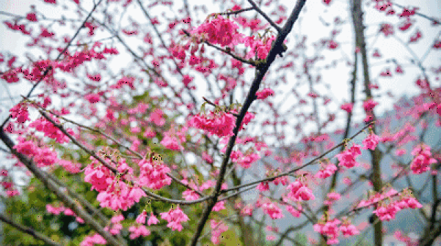 春季赏花来这里准没错~ 冬去春来,百花争艳 春风村的李花 是一定要去