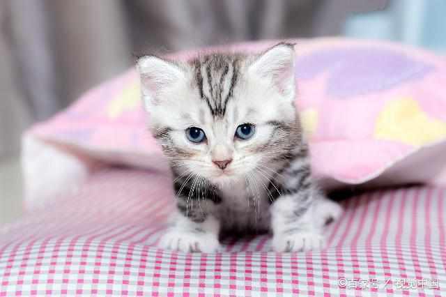 如果猫咪有这4种表现,说明它不再当你是妈妈