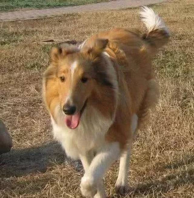 全球三大无攻击性犬类!你绝对猜不到长相凶猛