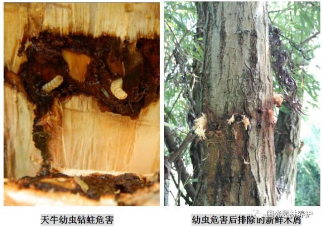 3-5月和9-10月为成虫出孔,迁飞和入蛀盛期.