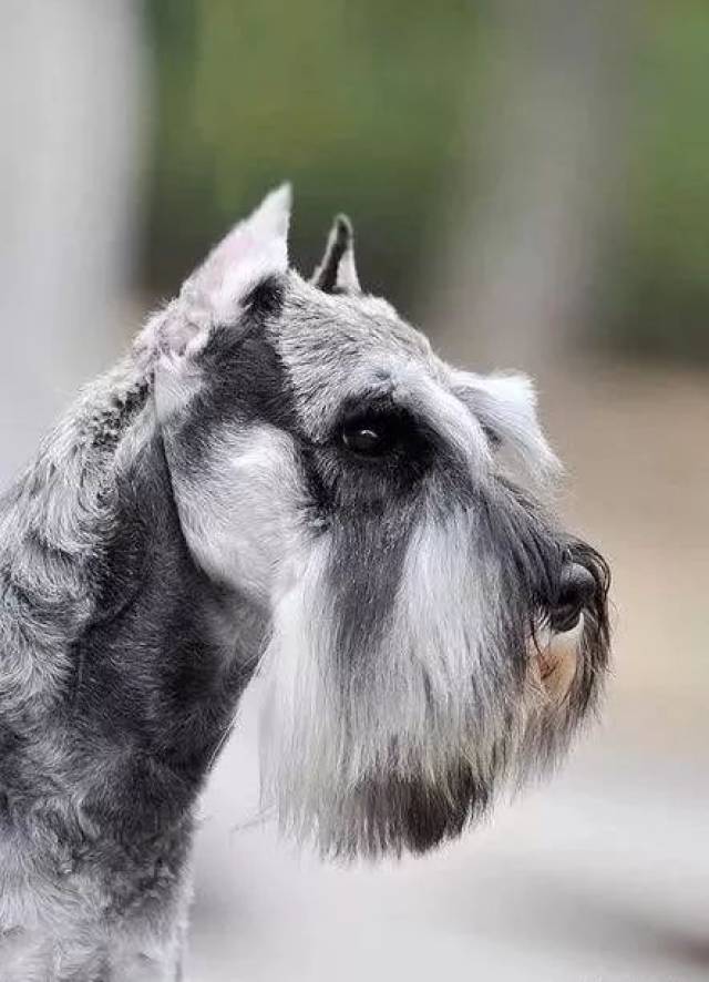 全球三大无攻击性犬类!你绝对猜不到长相凶猛