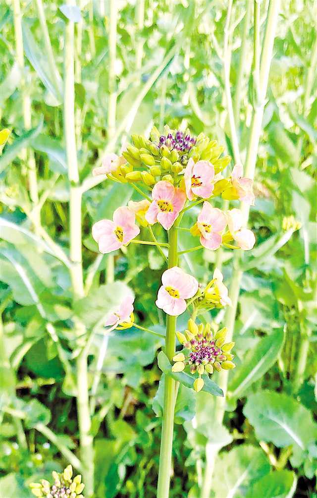 油菜花只有黄色?她和她的小伙伴让油菜花开出10种颜色