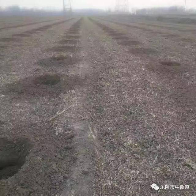 德州市乐陵市市中街道重点工作周报