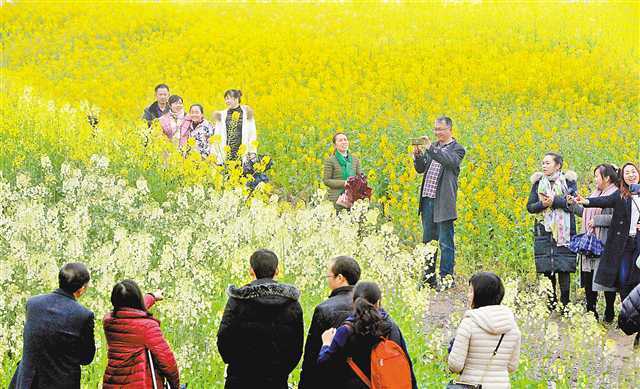 油菜花只有黄色?她和她的小伙伴让油菜花开出10种颜色