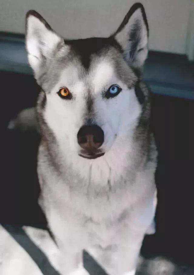 全球三大无攻击性犬类!你绝对猜不到长相凶猛