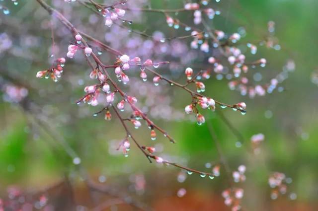 小草在春雨的滋润下散发勃勃生机.