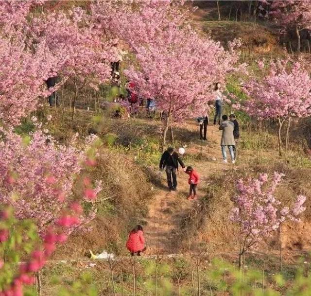 南充这片美翻的樱花海已上线,距离市区仅十分钟车程,错过等一年!