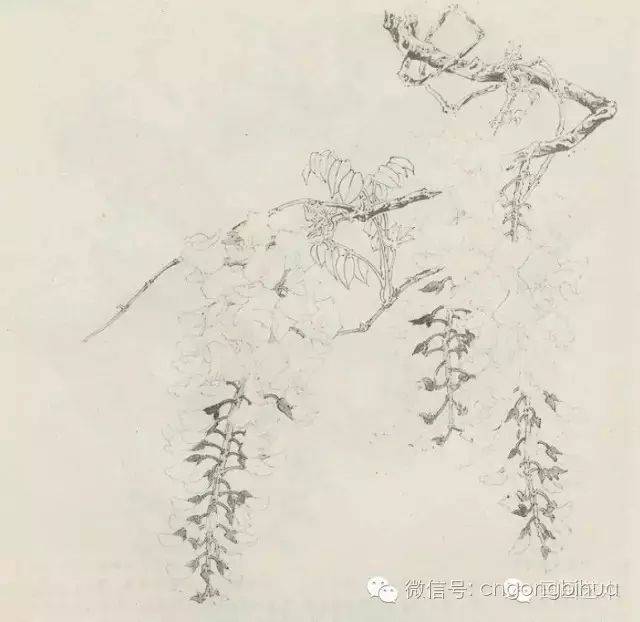 2.花的白描