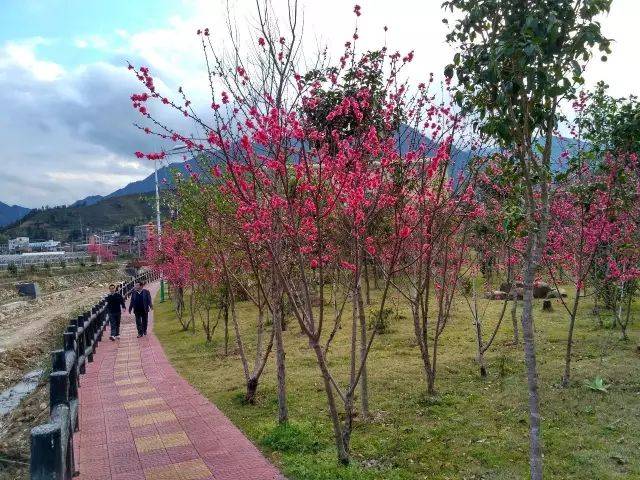 三月春暖花开,桃舟舟岛公园一株株桃花盛开,美.