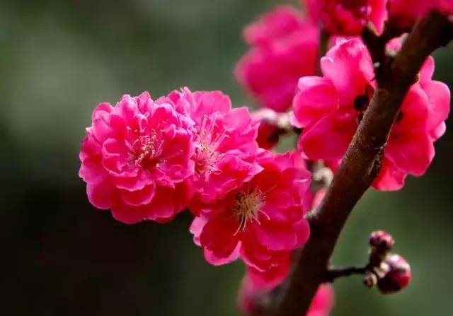 梅花是单朵开放,花瓣近正圆形.花期在1月到3月,花落后再长叶.