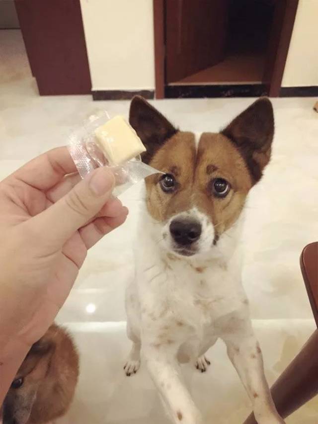 这两只狗狗每天吃奶酪胖成了猪,主人被判罚两年内不许养狗