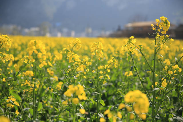 2019古蔺双沙菜花节3月9日开幕!