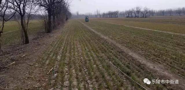 德州市乐陵市市中街道重点工作周报