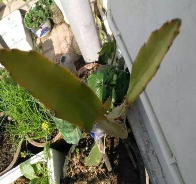 阳台种植火龙果,做好这"6点",开花结果,再也不用去买了!