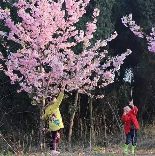 南充这片美翻的樱花海已上线,距离市区仅十分钟车程,错过等一年!