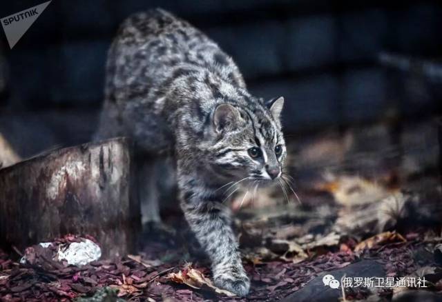 图集| 俄罗斯野生猫科动物盘点