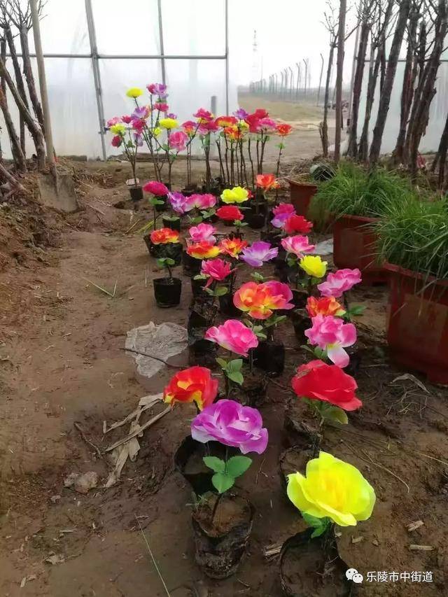 德州市乐陵市市中街道重点工作周报