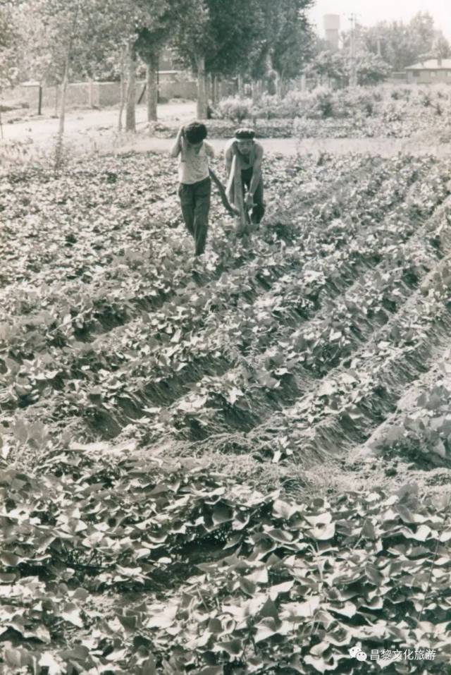 1978年,城郊区农民在责任田里劳作 摄影 唐宝义