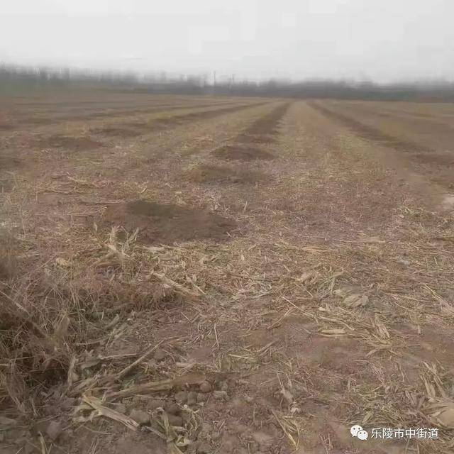 德州市乐陵市市中街道重点工作周报