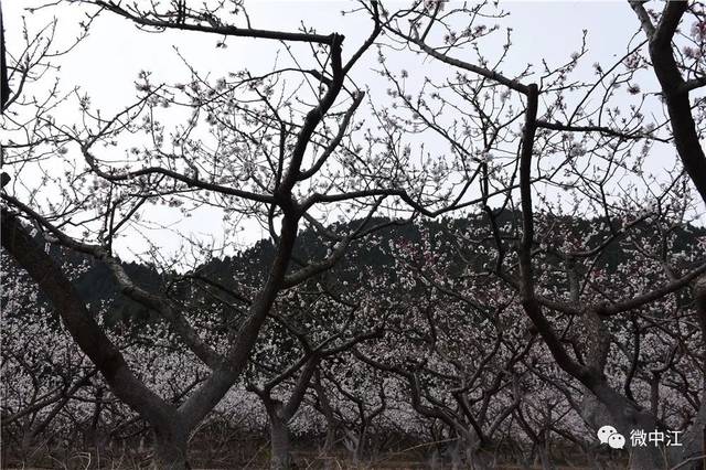 遇杏花 | 敢与春光争艳色,中江岩鹰山的杏花正灿烂