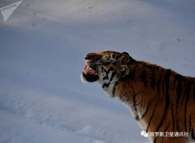 图集| 俄罗斯野生猫科动物盘点