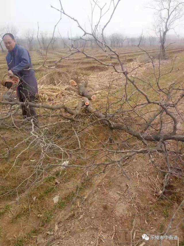 德州市乐陵市市中街道重点工作周报