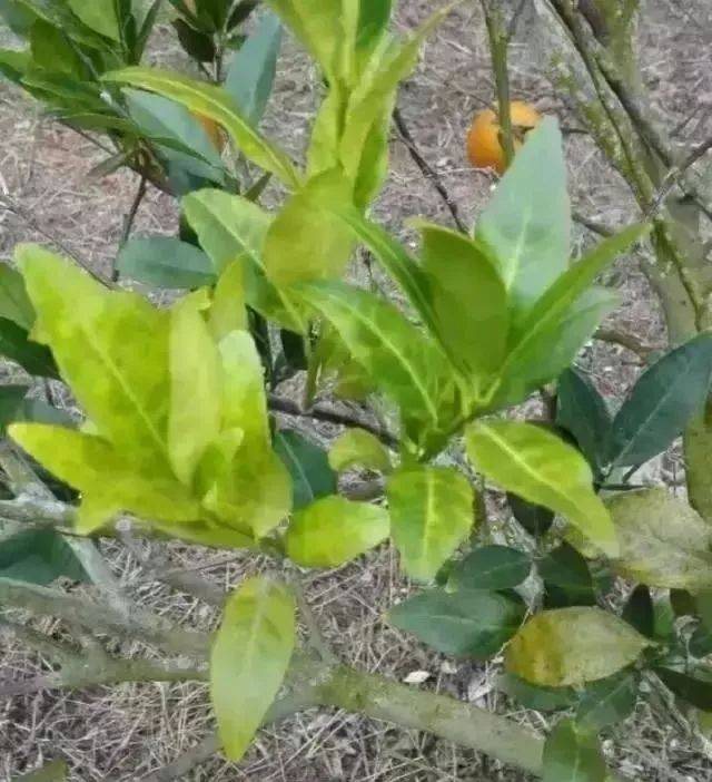柑橘园在田间怎样快速判断黄龙病,来看柑橘黄龙病的叶子
