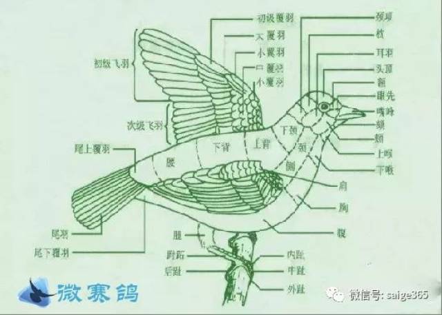 本文从空气动力学的原理,探索鸽子结构合理的翼翅与快速飞行的关系.