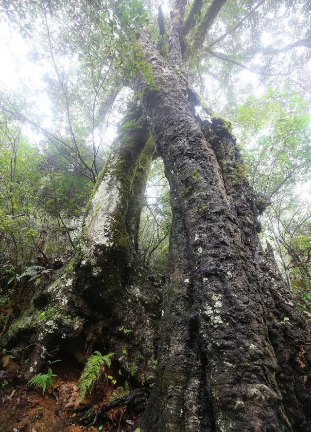 村中往隘口岭上的龙鳞楮树