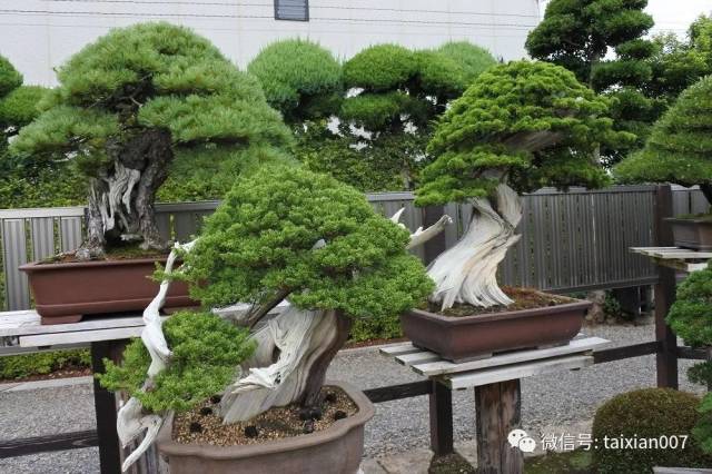 走进木村正彦的盆景世界