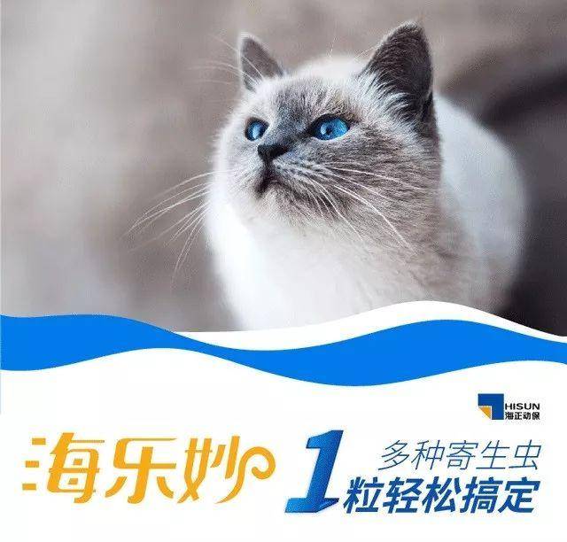那些给猫喂药的人,后来都怎么样了?