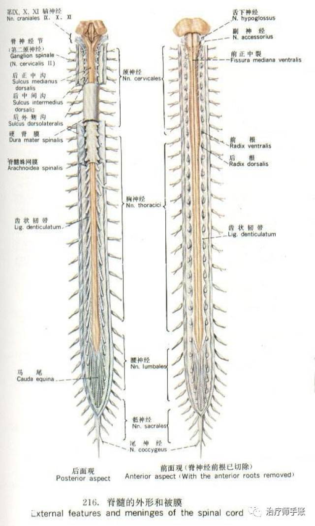 一,脊髓节段 脊髓是中枢神经系统组成部分之一,全长42~45cm,上端于